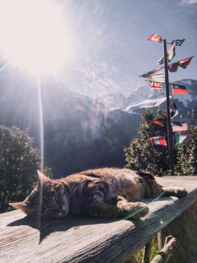 Mountain Hostel Gimmelwald Wengen Eksteriør bilde